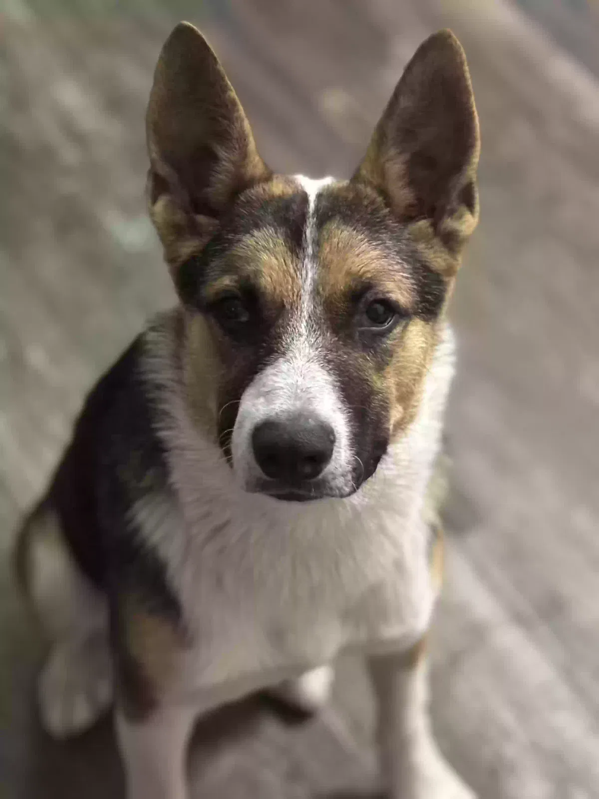 Found dog in Garland, TX, 75043