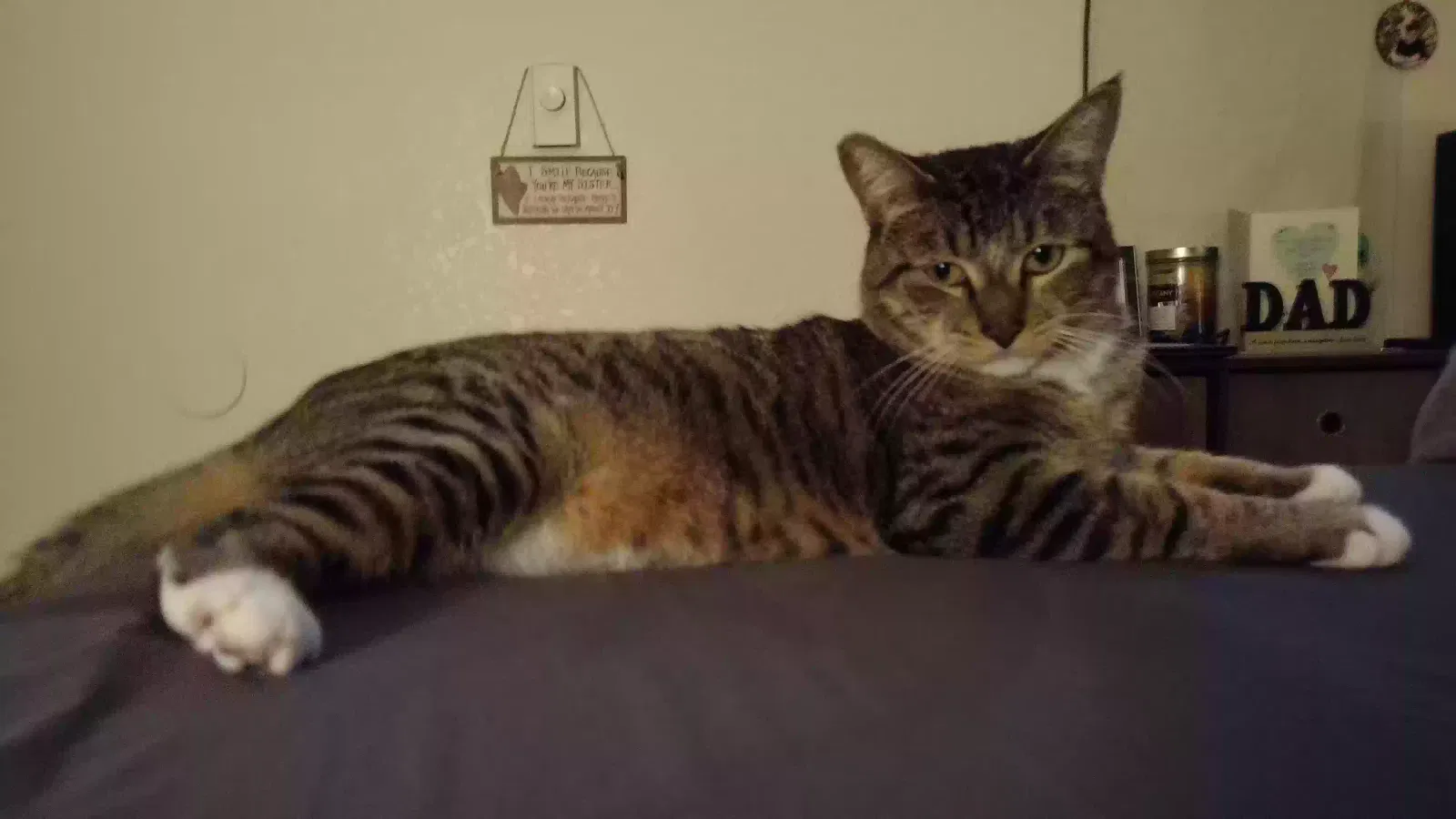 Lost cat in Junction City, OR, 97448