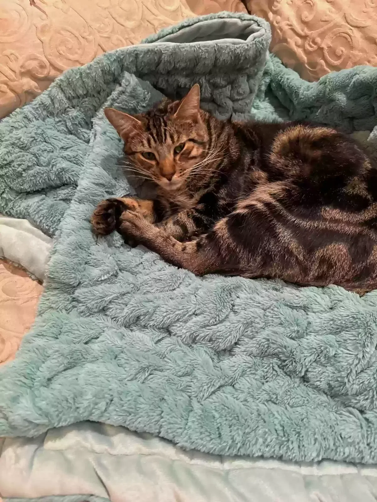 Lost cat in Santa Barbara, CA, 93103