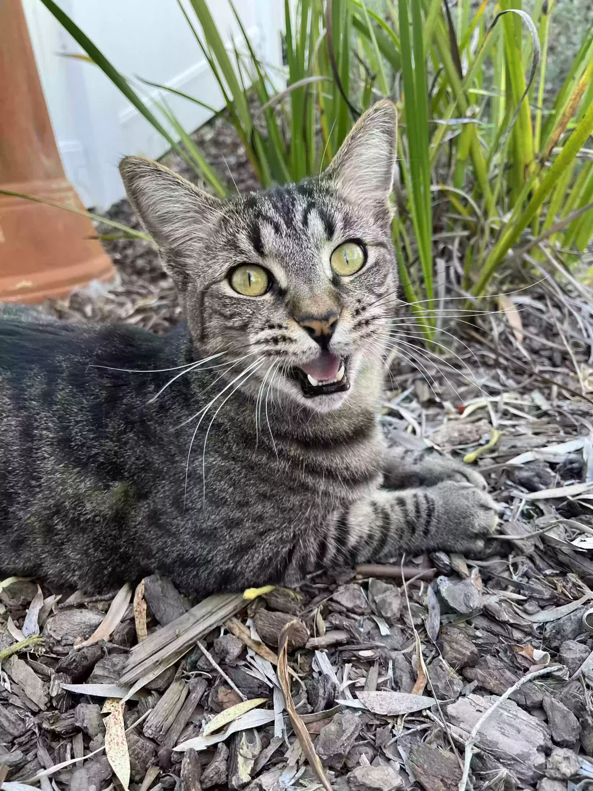 Lost cat in Ventura, CA, 93004