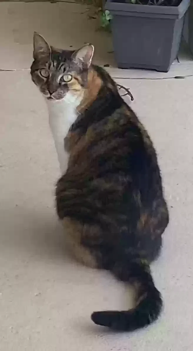 Lost cat in Port Saint Lucie, FL, 34952