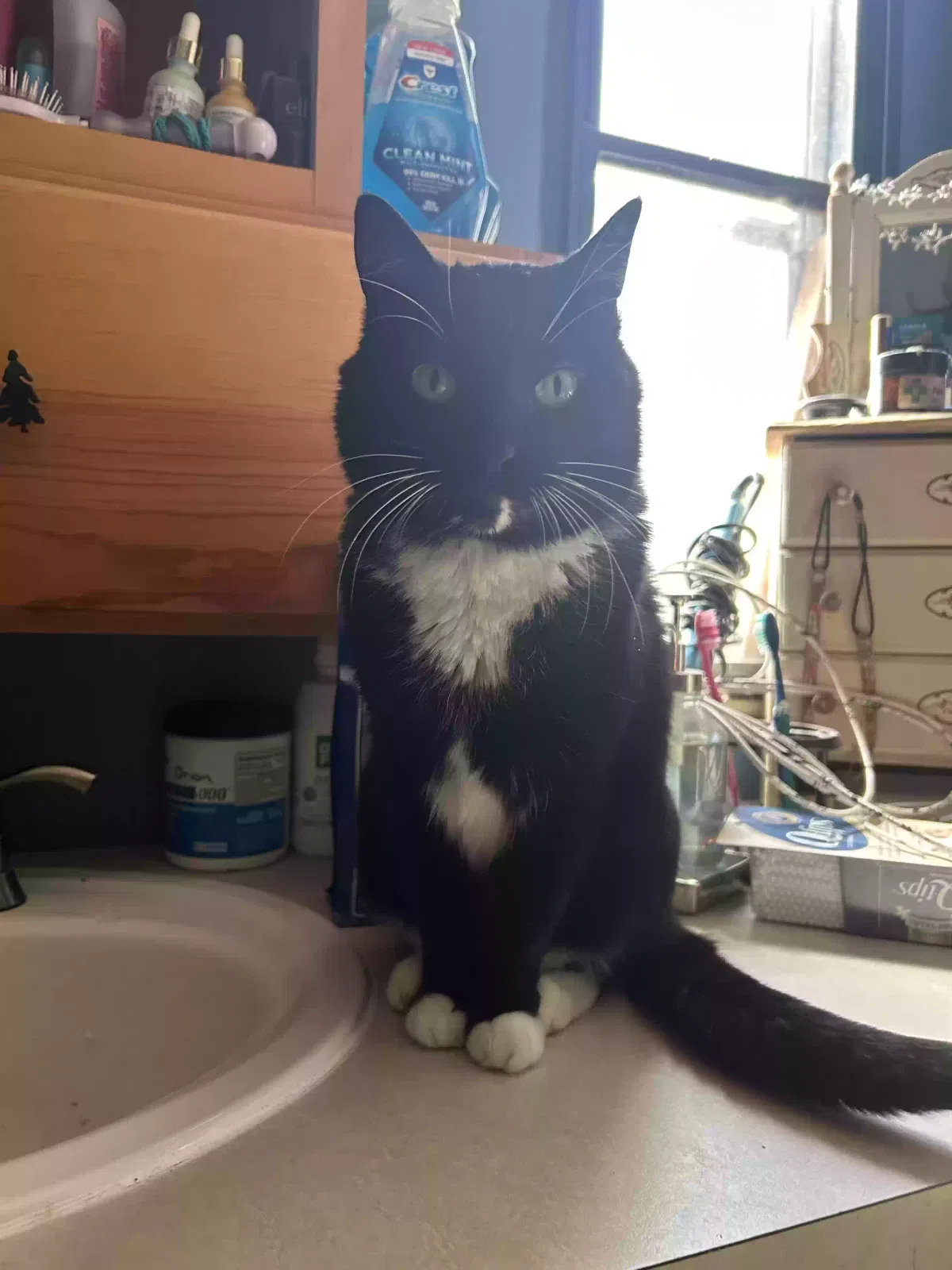Lost cat in Federal Way, WA, 98003