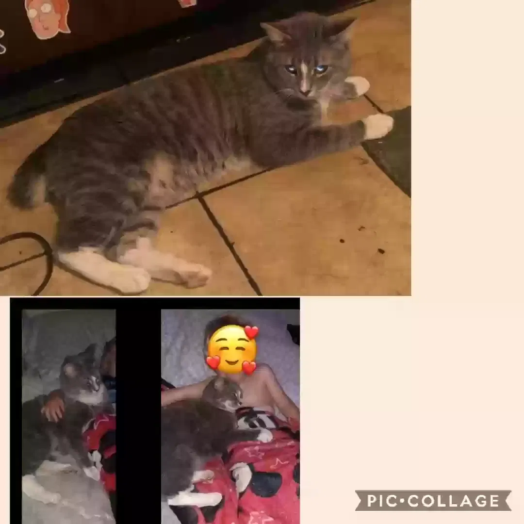 Lost cat in Henderson, NV, 89015