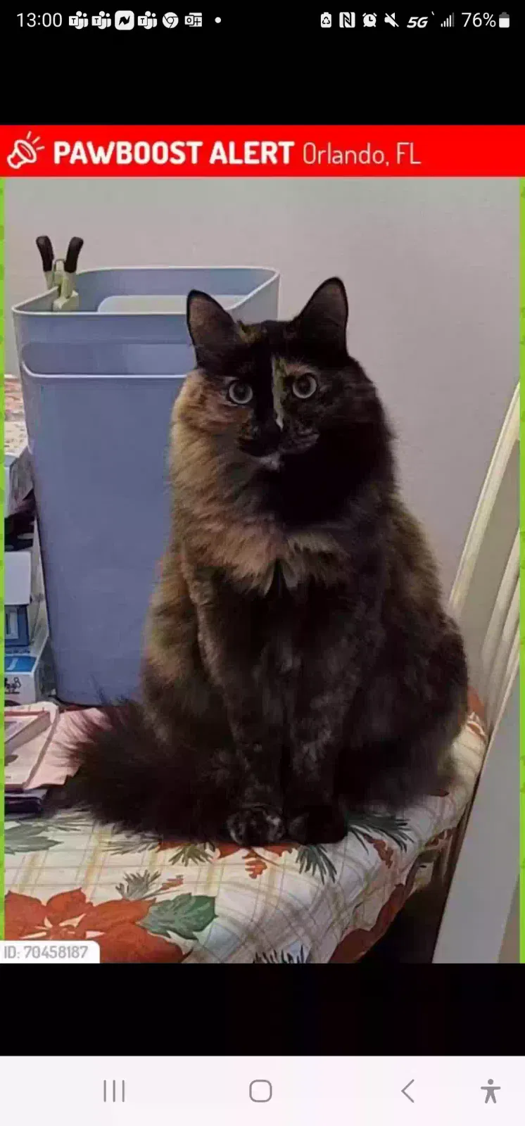 Lost cat in Orlando, FL, 32835