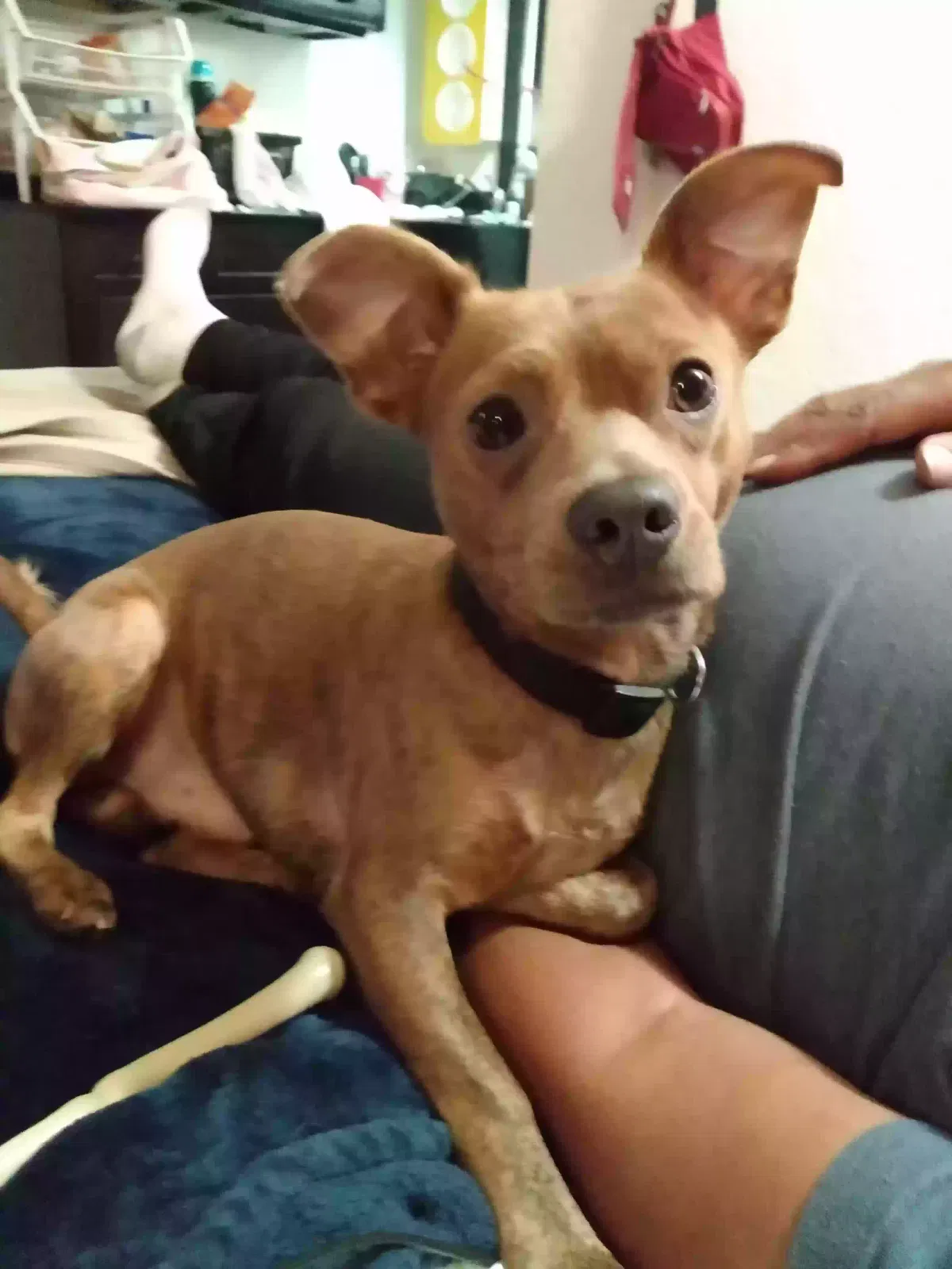 Lost dog in Houston, TX, 77091