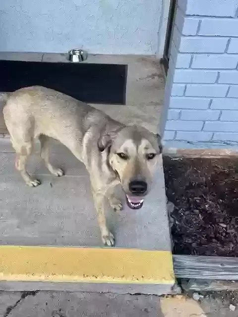 Found dog in Houston, TX, 77064