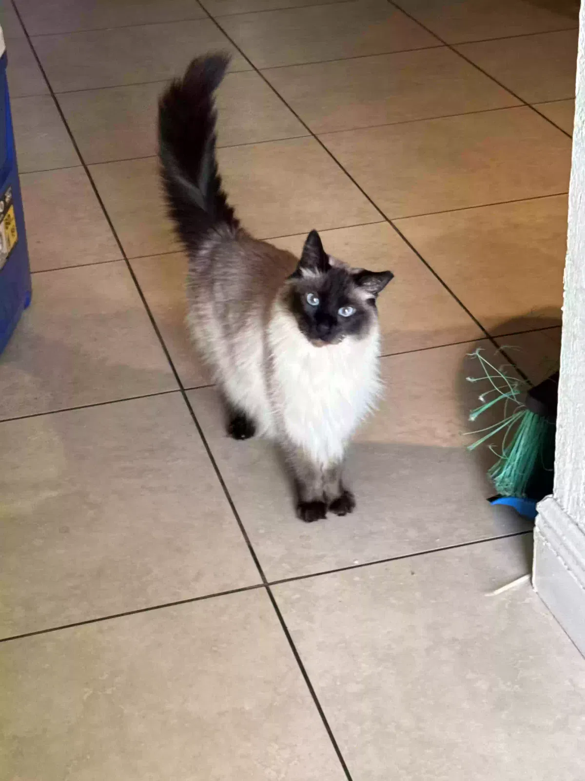 Lost cat in Opa Locka, FL, 33054