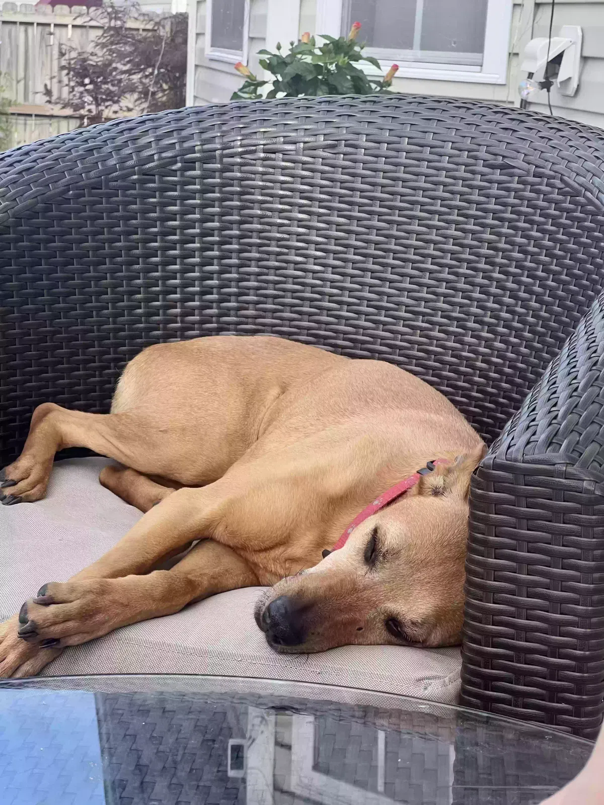 Lost dog in Burlington, NC, 27217