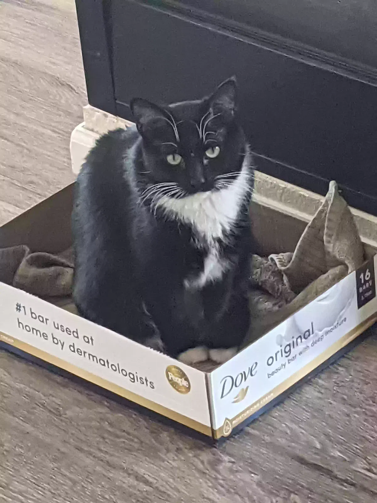 Lost cat in Wheat Ridge, CO, 80033