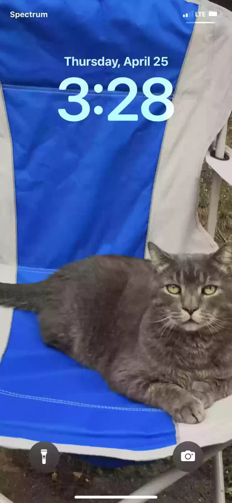 Lost cat in Greensboro, NC, 27455