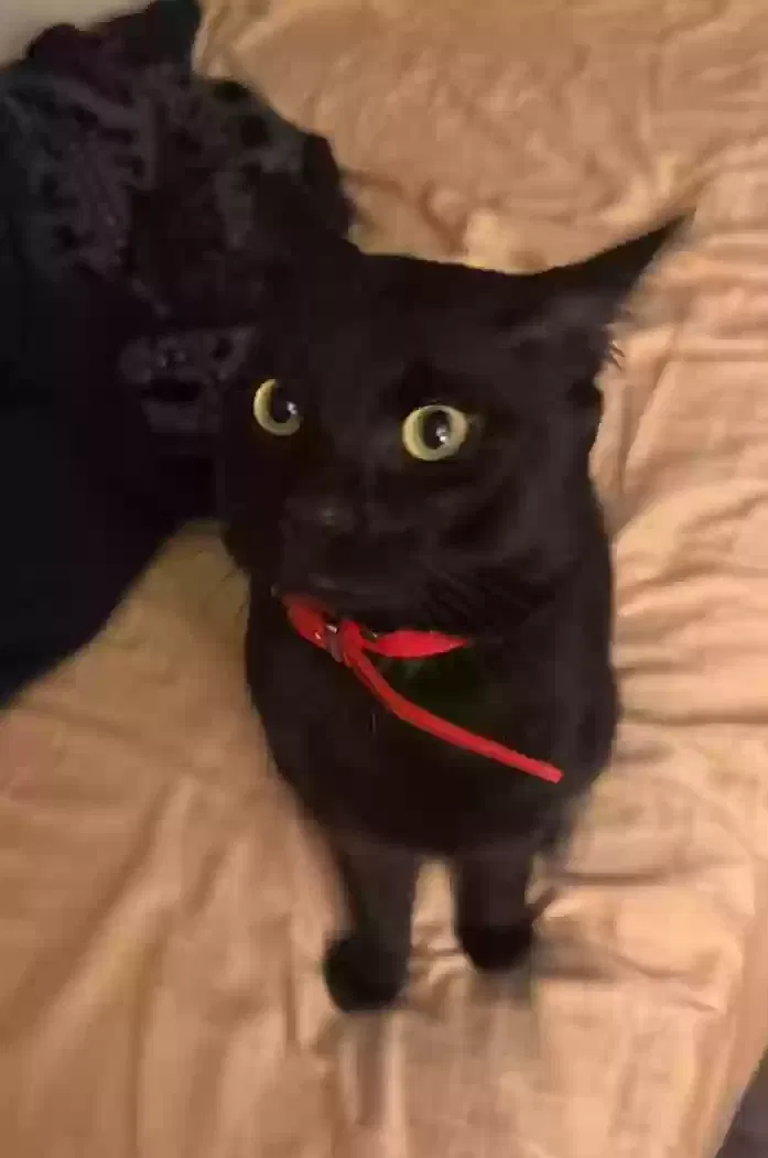 Lost cat in Indianapolis, IN, 46222