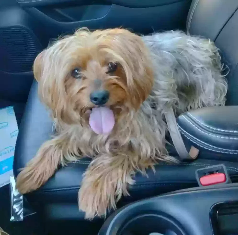 Lost dog in Portland, OR, 97206