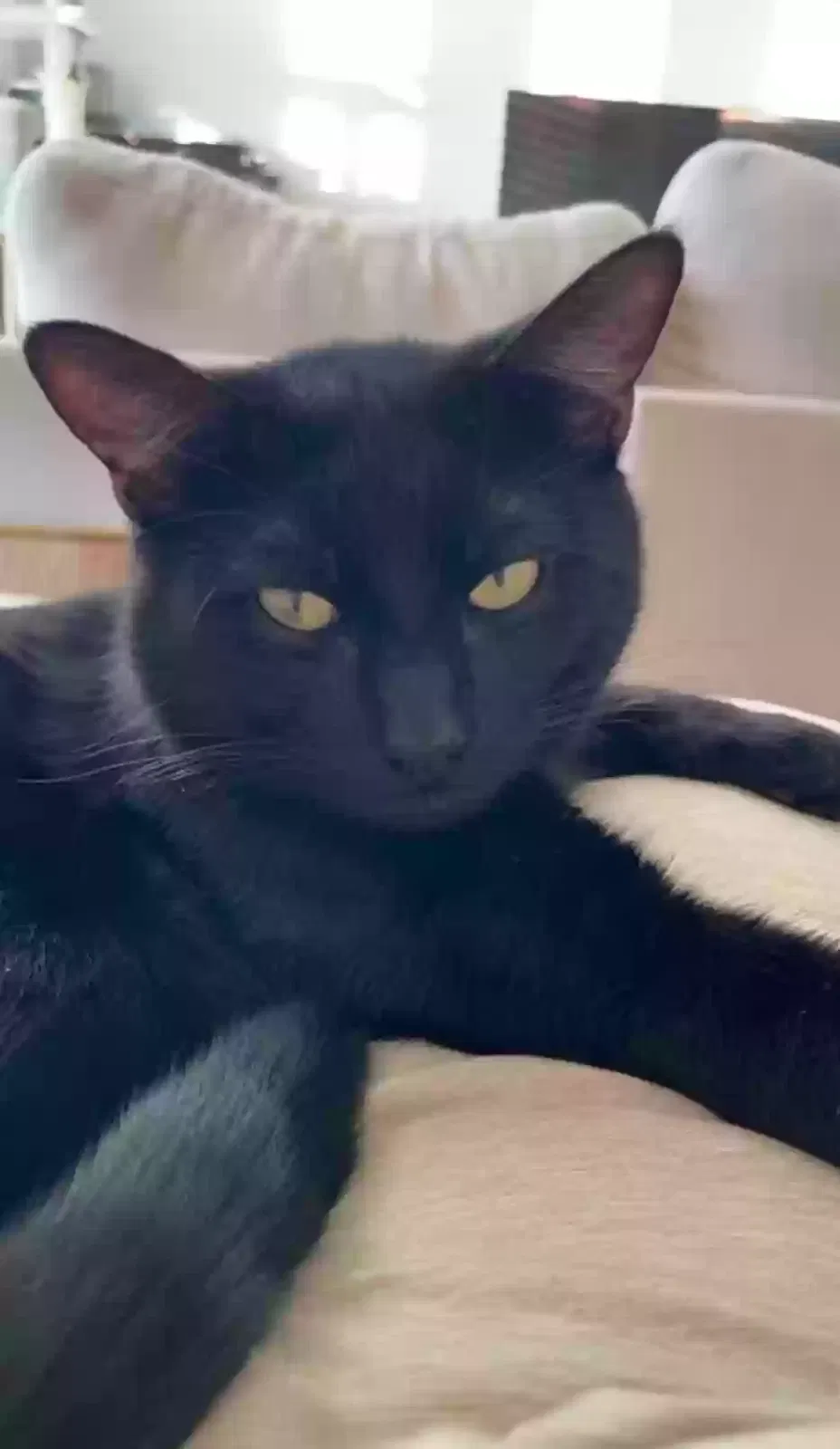 Lost cat in Richardson, TX, 75080
