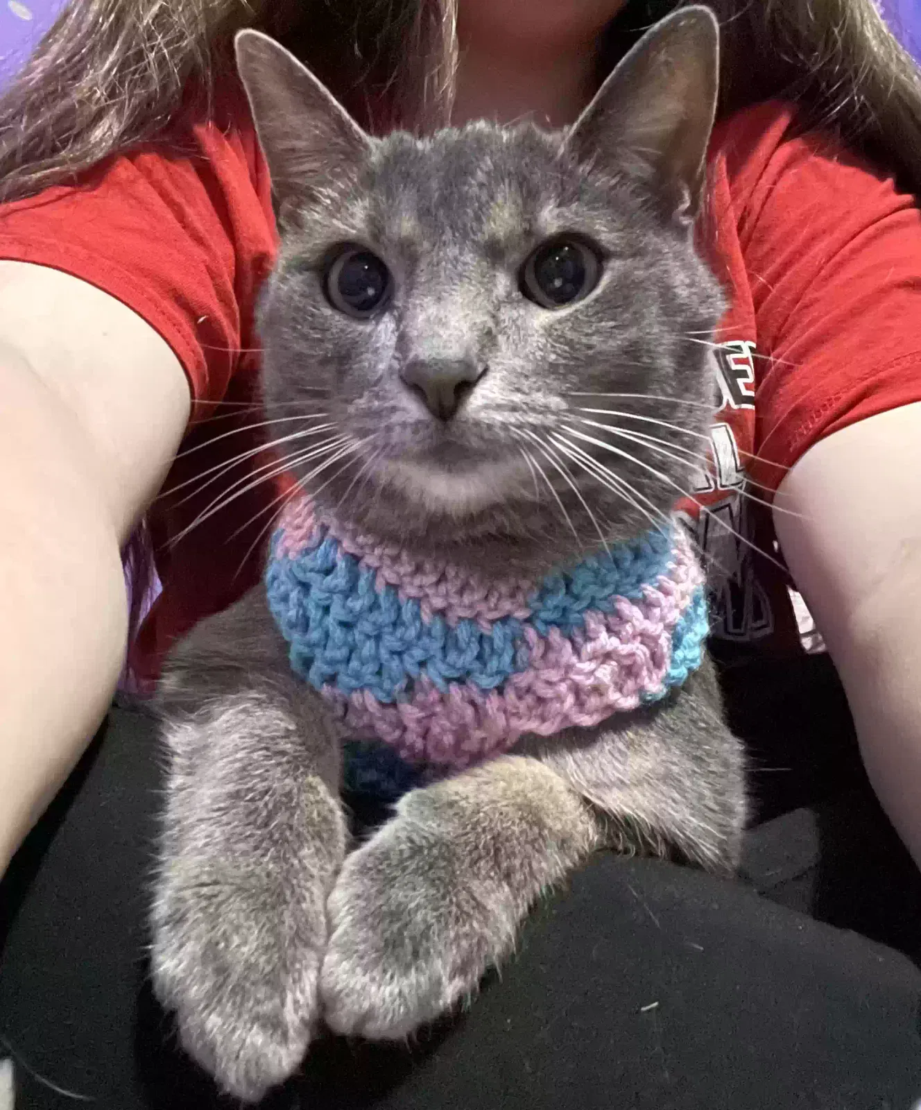 Lost cat in Crothersville, IN, 47229