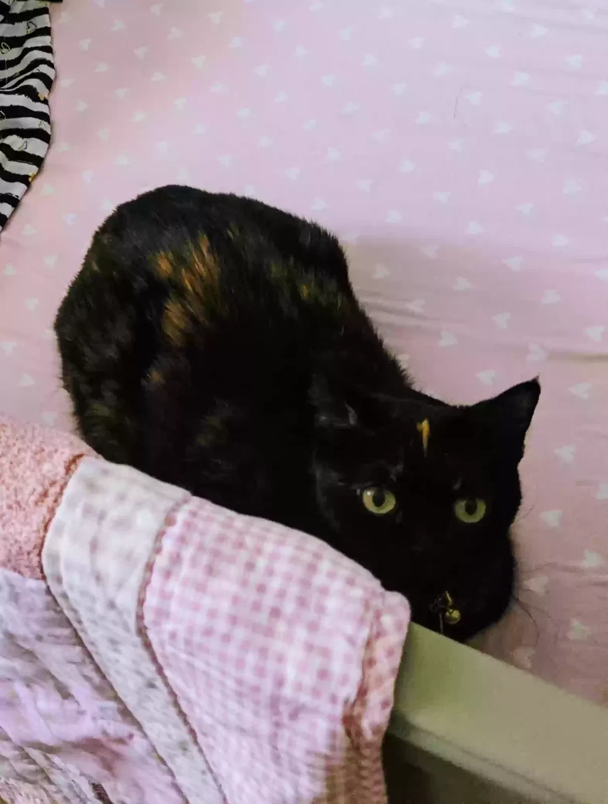 Lost cat in Port Charlotte, FL, 33952