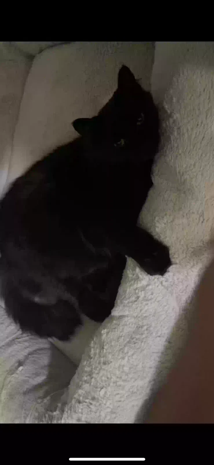 Lost cat in Gastonia, NC, 28056