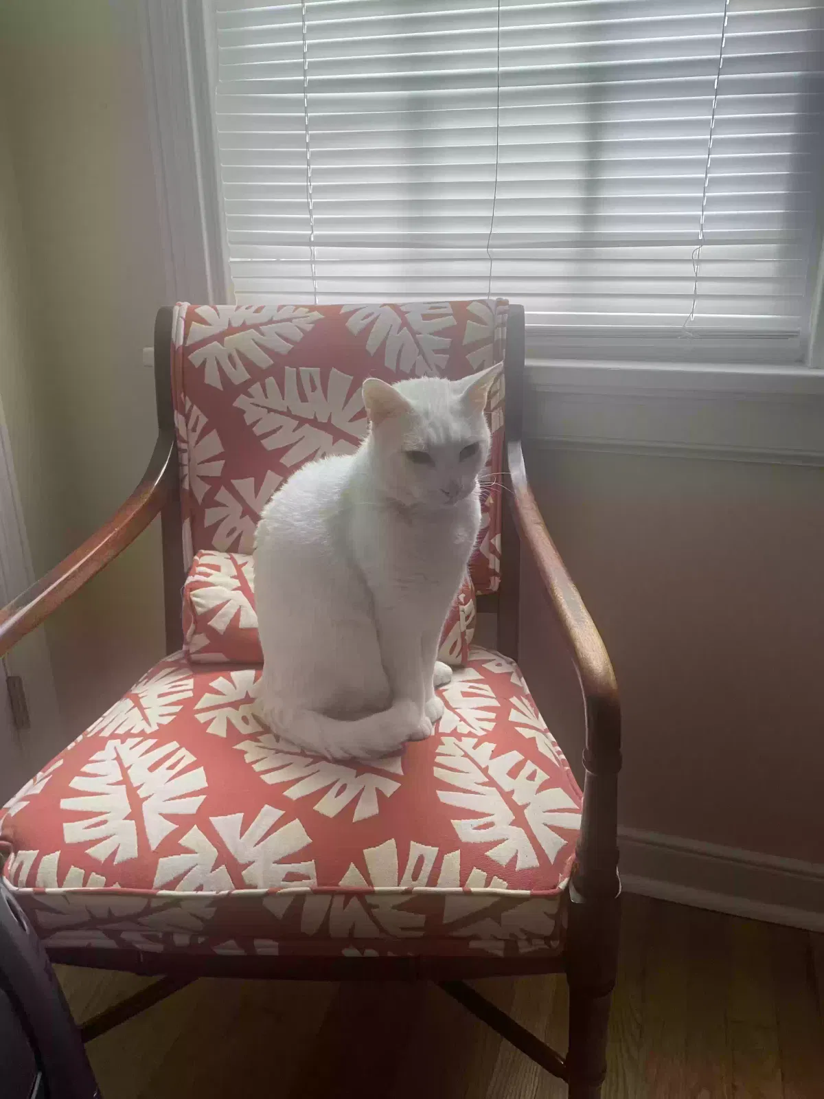 Lost cat in Richmond, VA, 23227