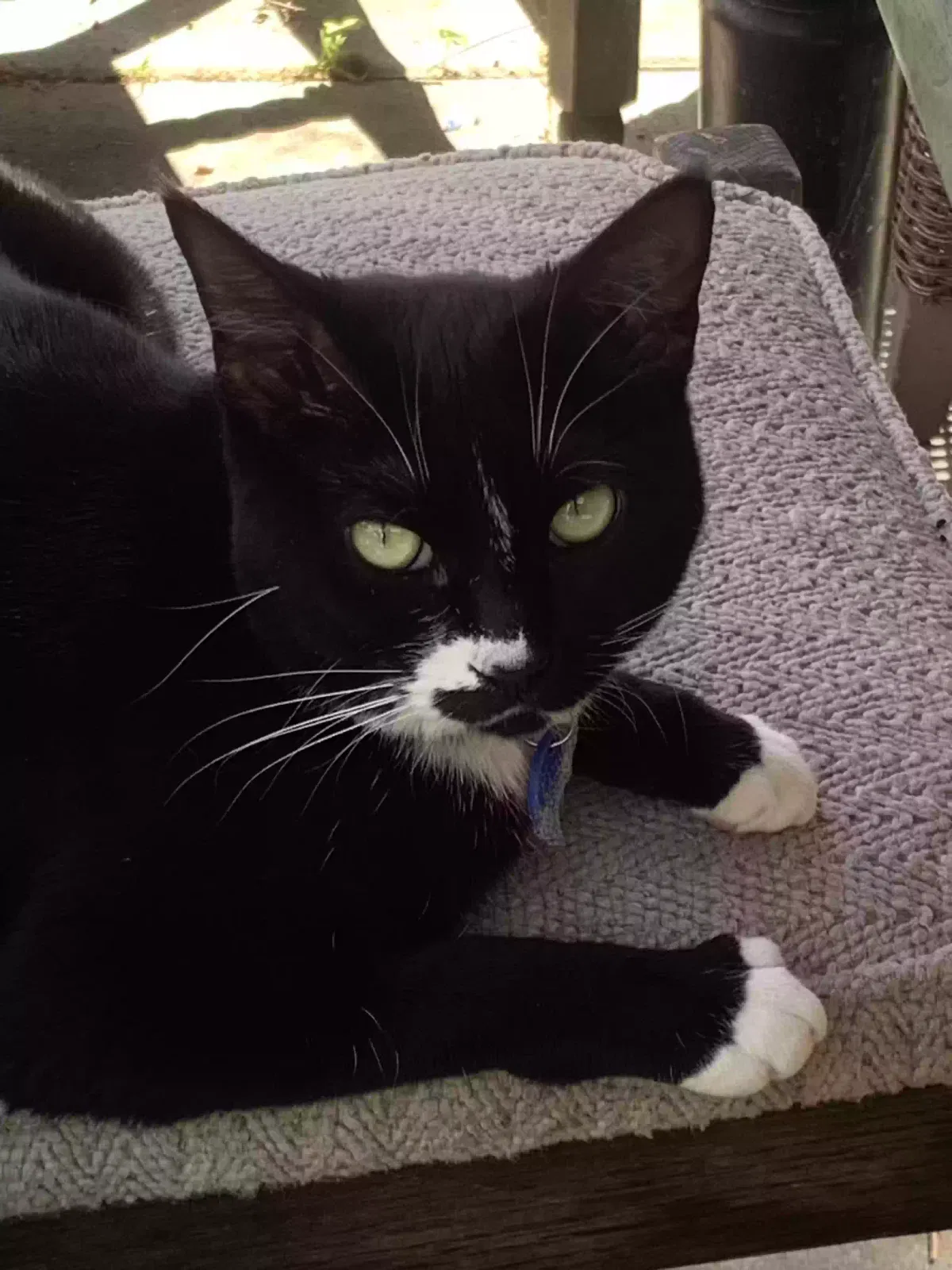 Lost cat in La Habra, CA, 90631