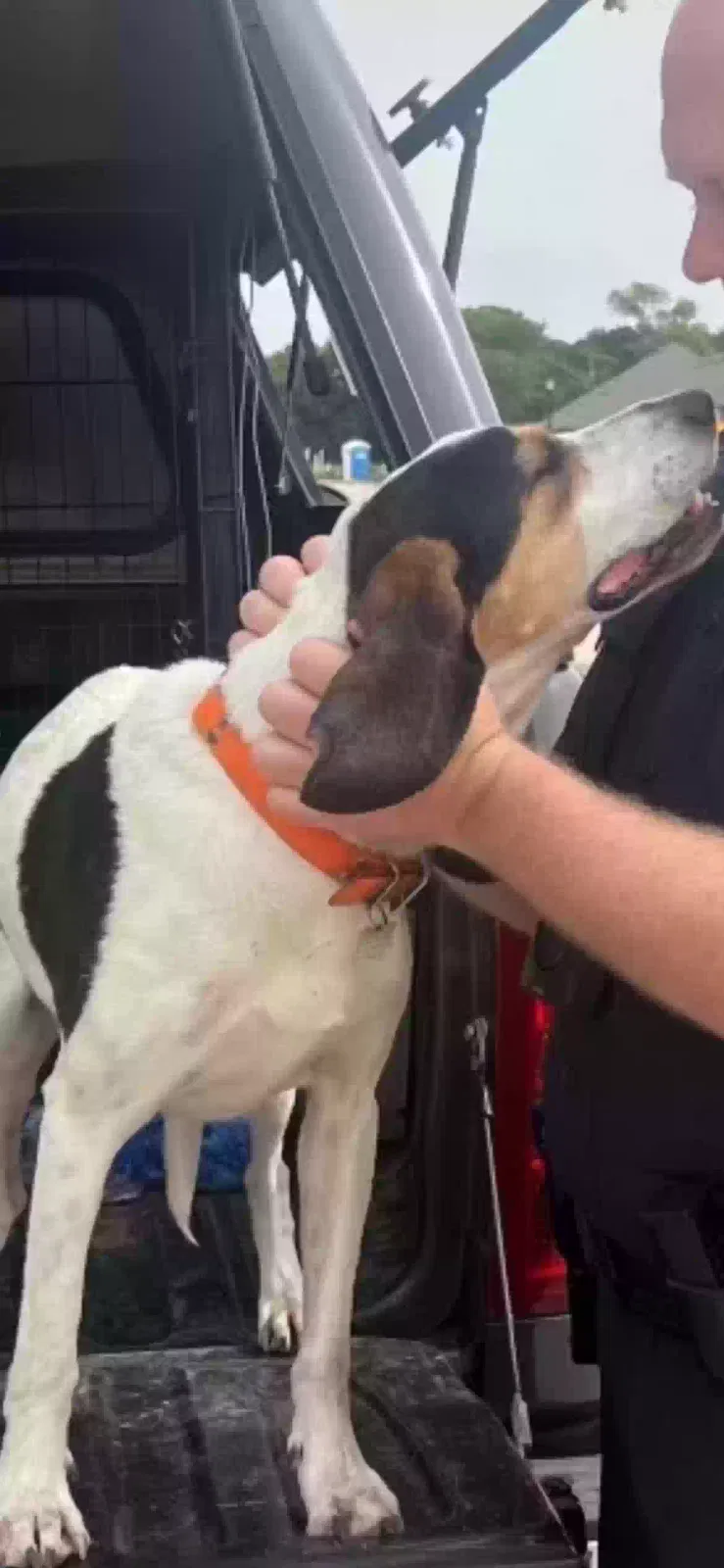 Lost dog in Burleson, TX, 76028