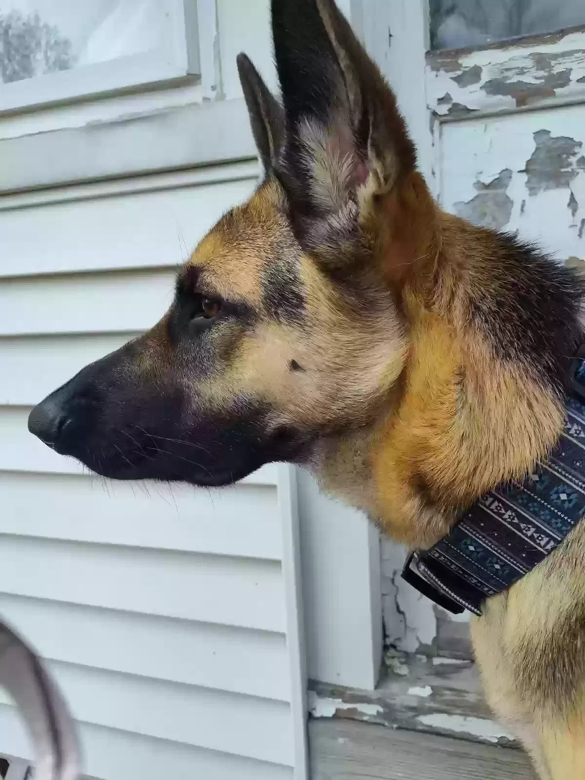 Lost dog in Cedar Lake, IN, 46303