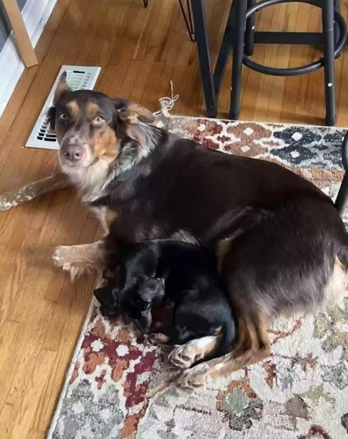 Lost dog in Columbia, TN, 38401