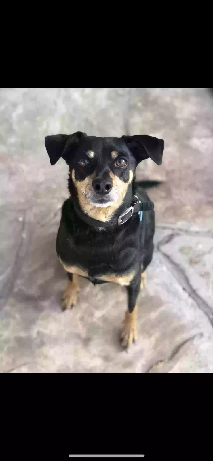 Lost dog in Phoenix, AZ, 85015
