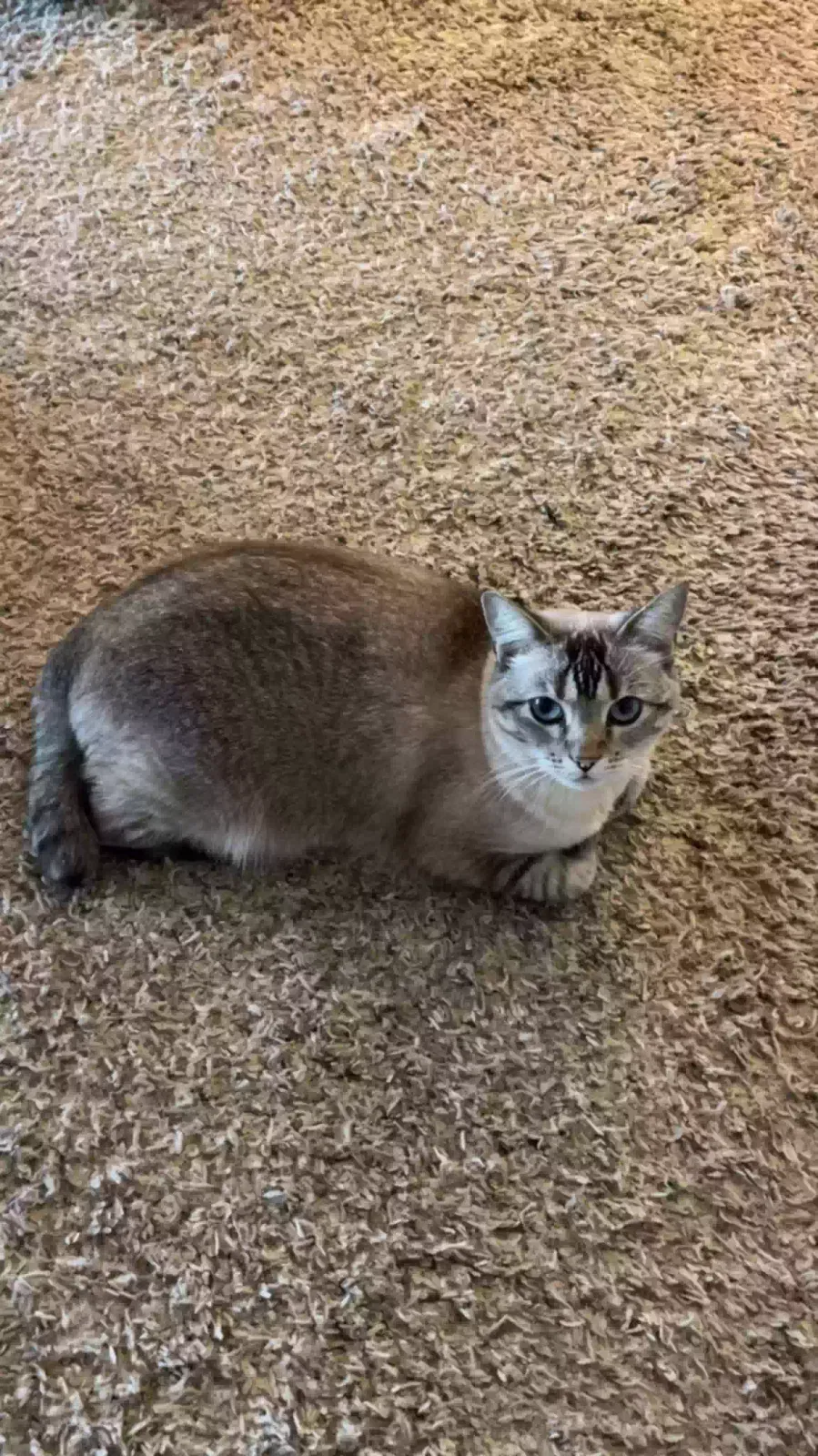Lost cat in Lawton, IA, 51030