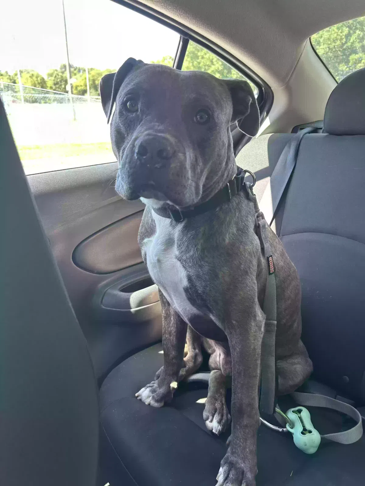 Lost dog in Knoxville, TN, 37931
