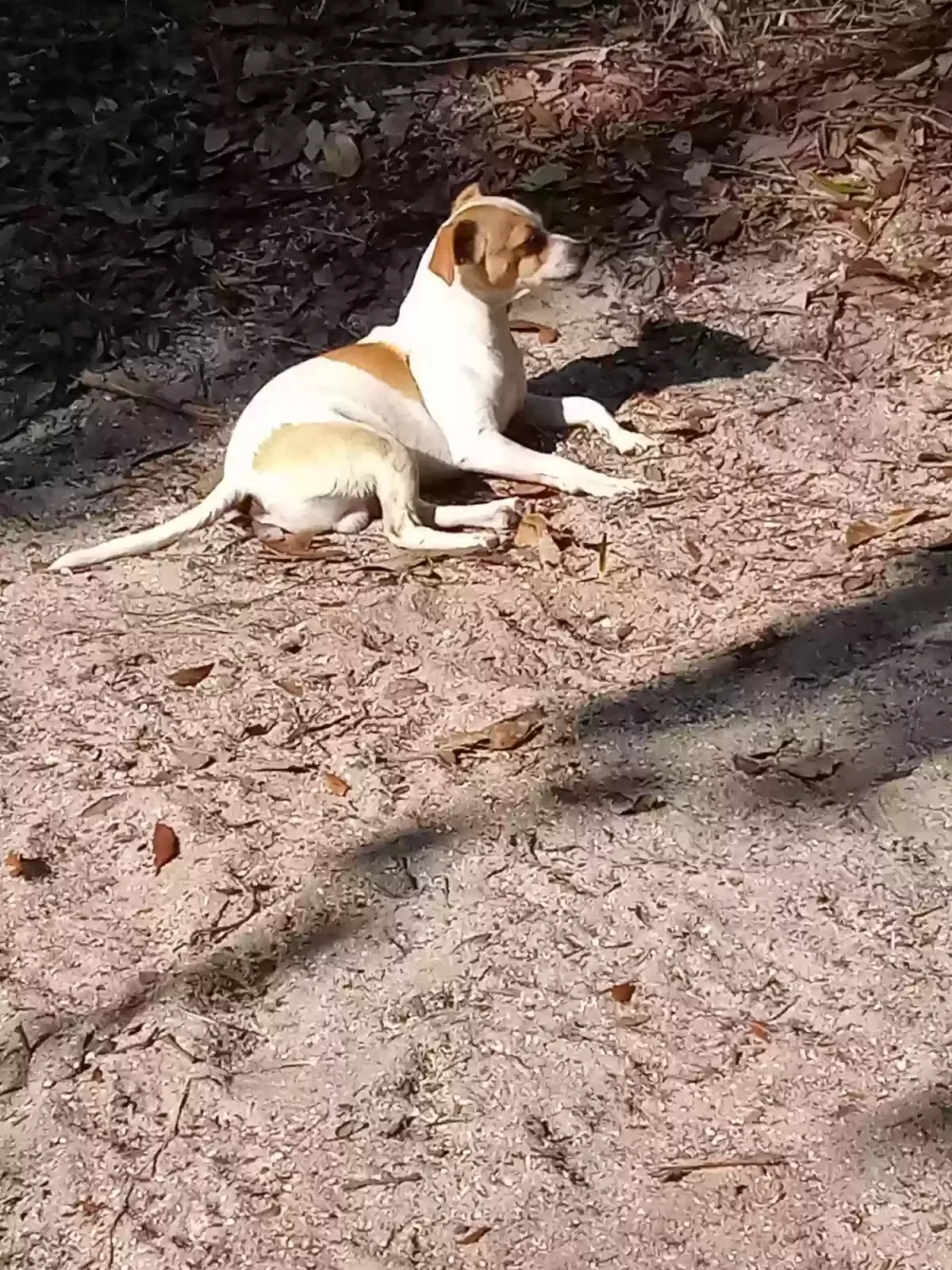 Lost dog in Silver Springs, FL, 34488