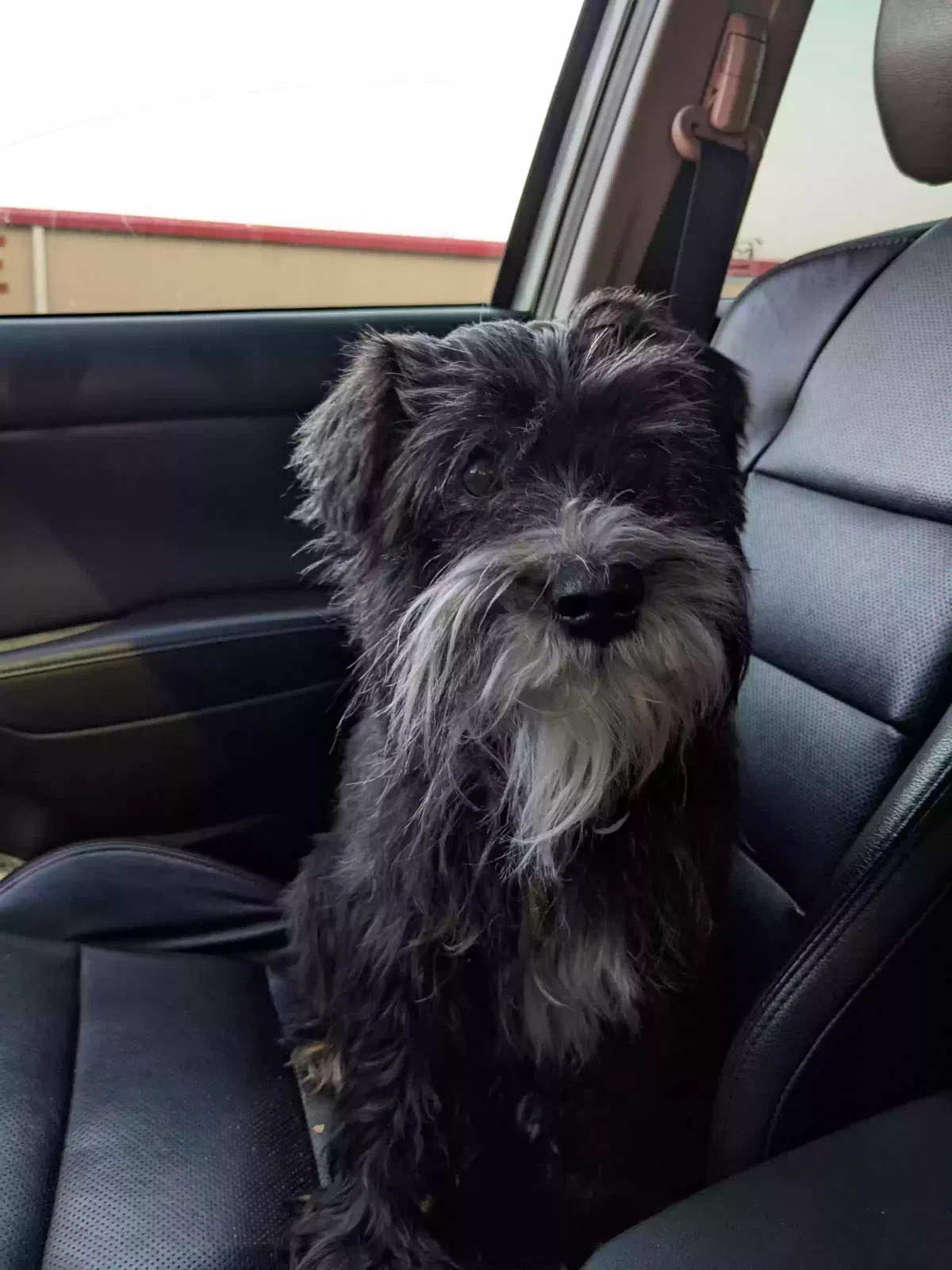 Lost dog in Temple, TX, 76504