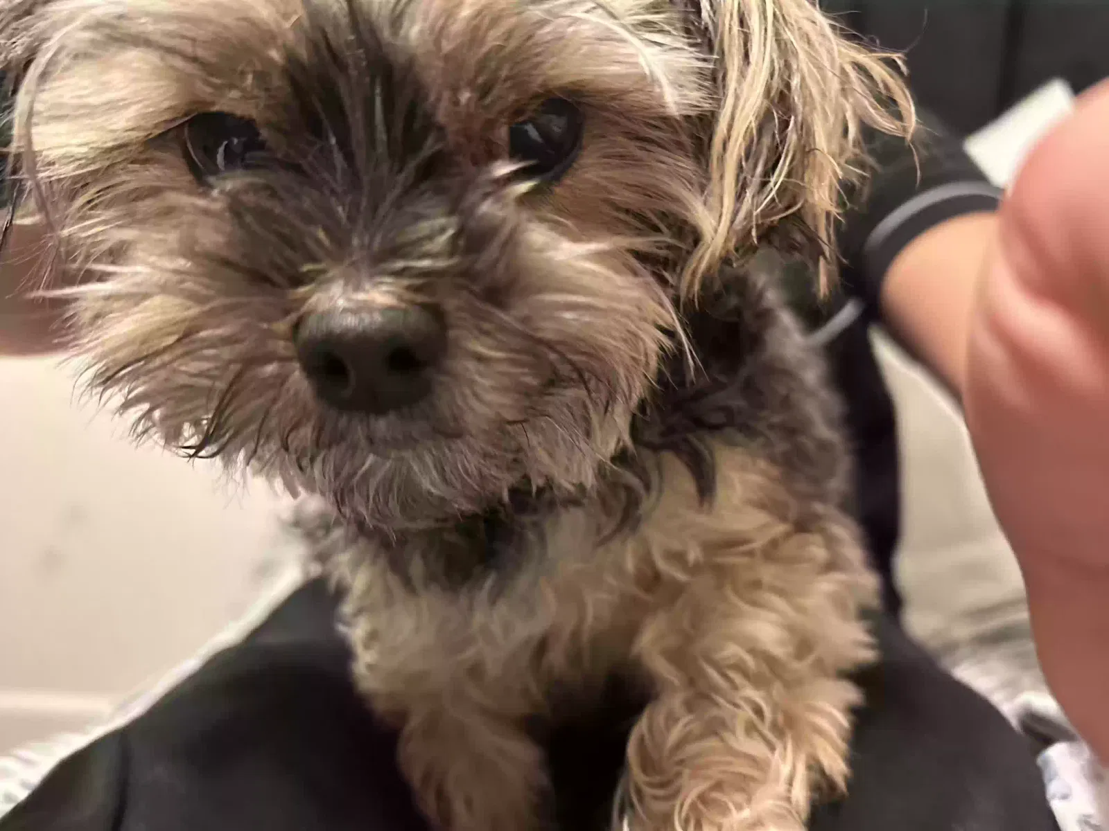 Lost dog in Corona, CA, 92881