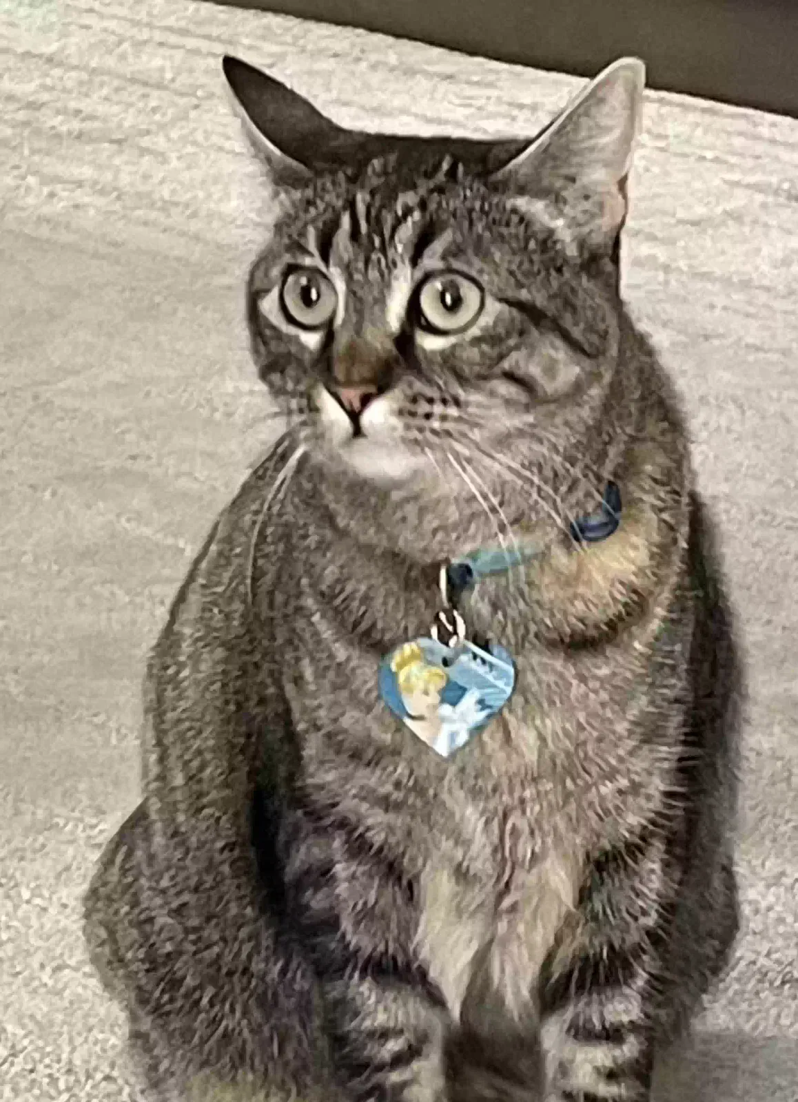 Lost cat in Santa Clara, CA, 95051