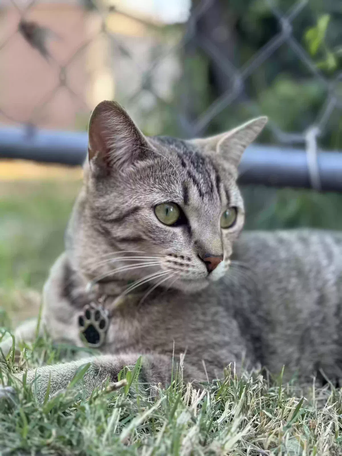 Lost cat in Phoenix, AZ, 85006