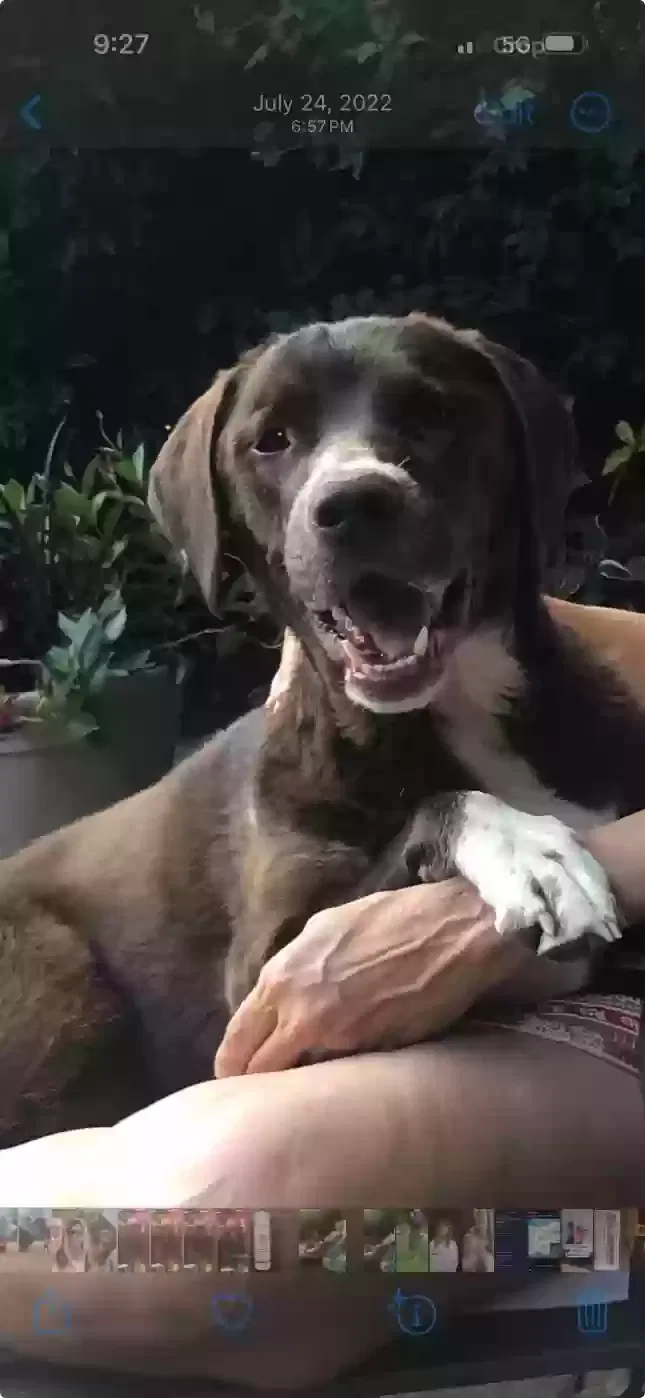 Lost dog in Ramsey, NJ, 7446
