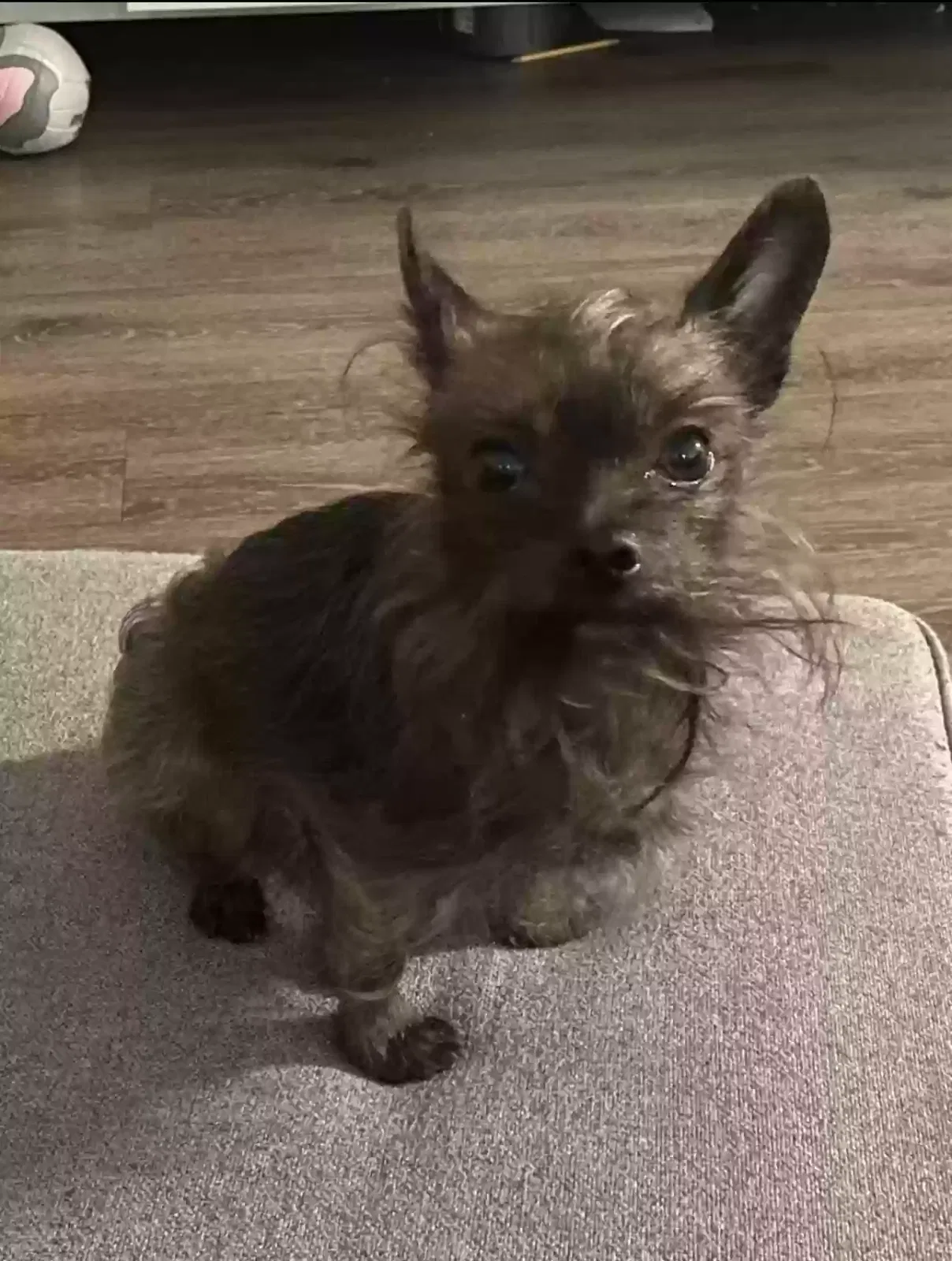 Lost dog in San Francisco, CA, 94110