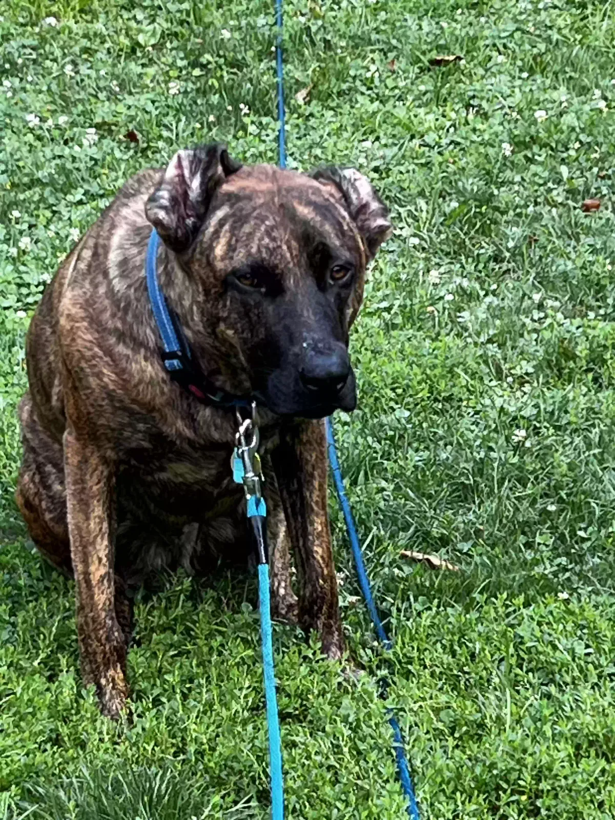 Lost dog in Sarver, PA, 16055