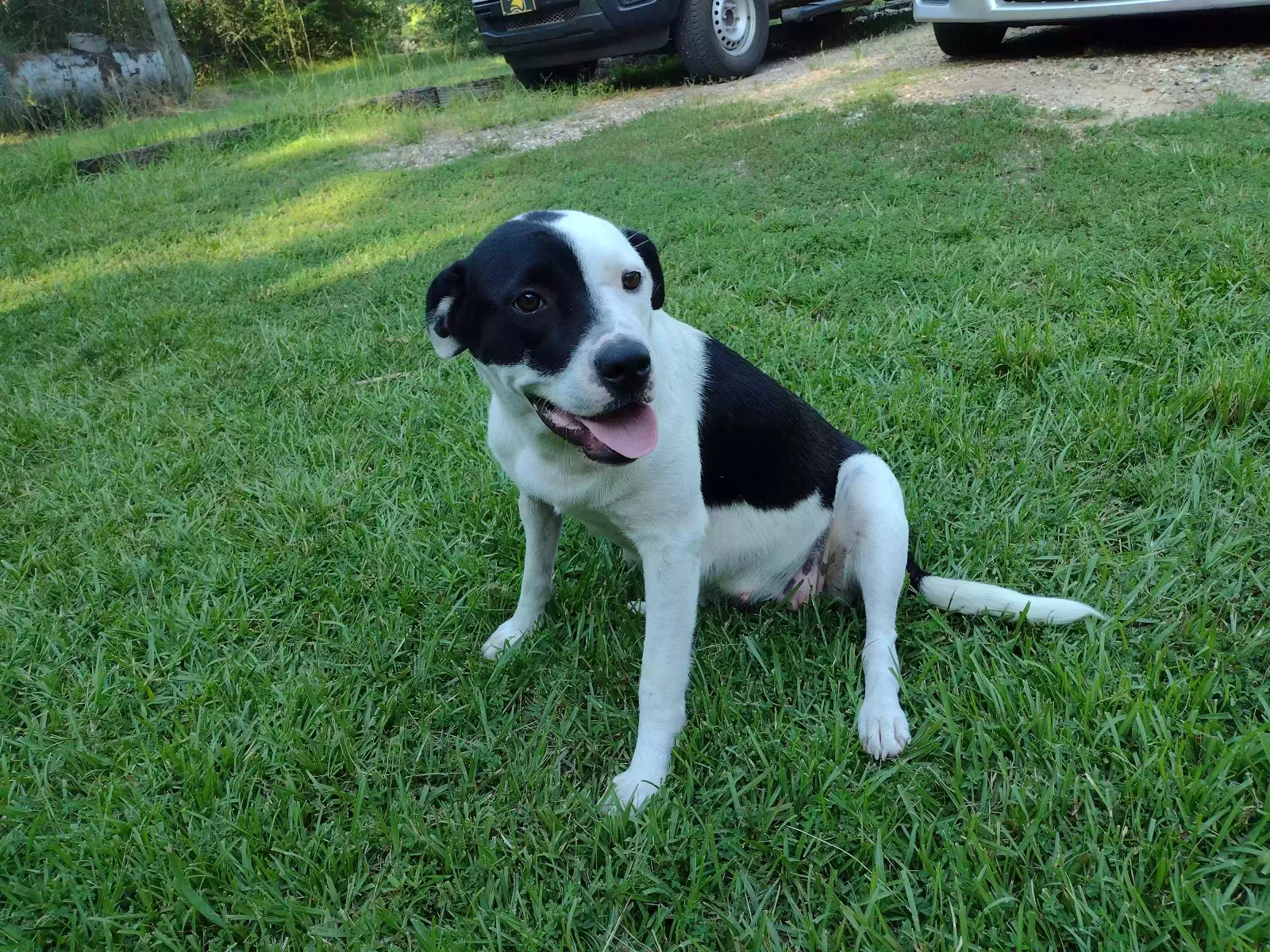 Found dog in Mendenhall, MS, 39114