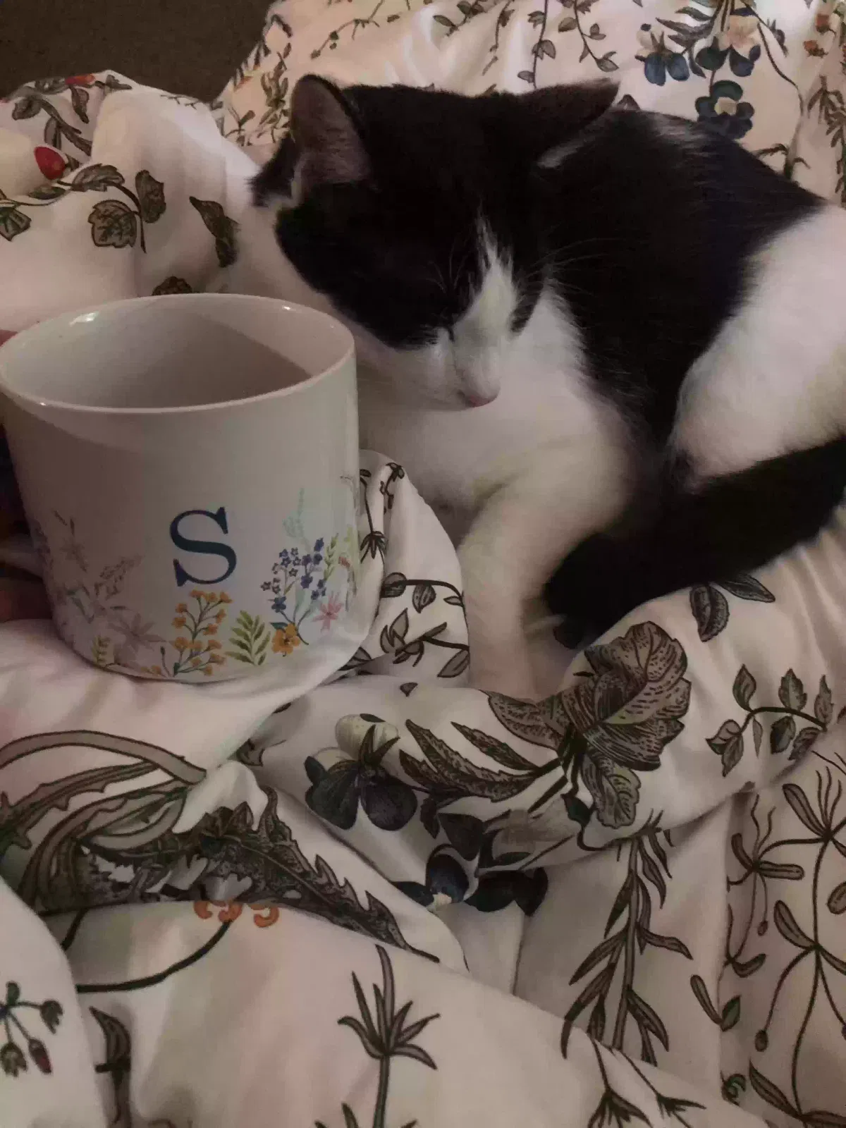 Lost cat in Winchester, KY, 40391