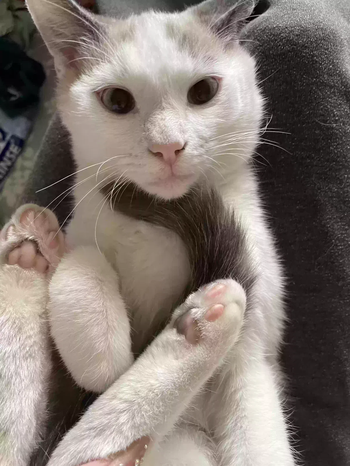 Lost cat in Walnut, CA, 91789