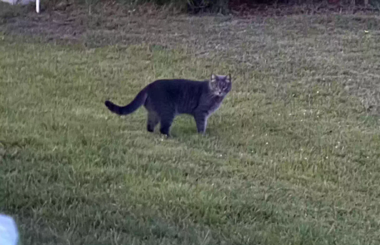 Lost cat in Ocala, FL, 34476