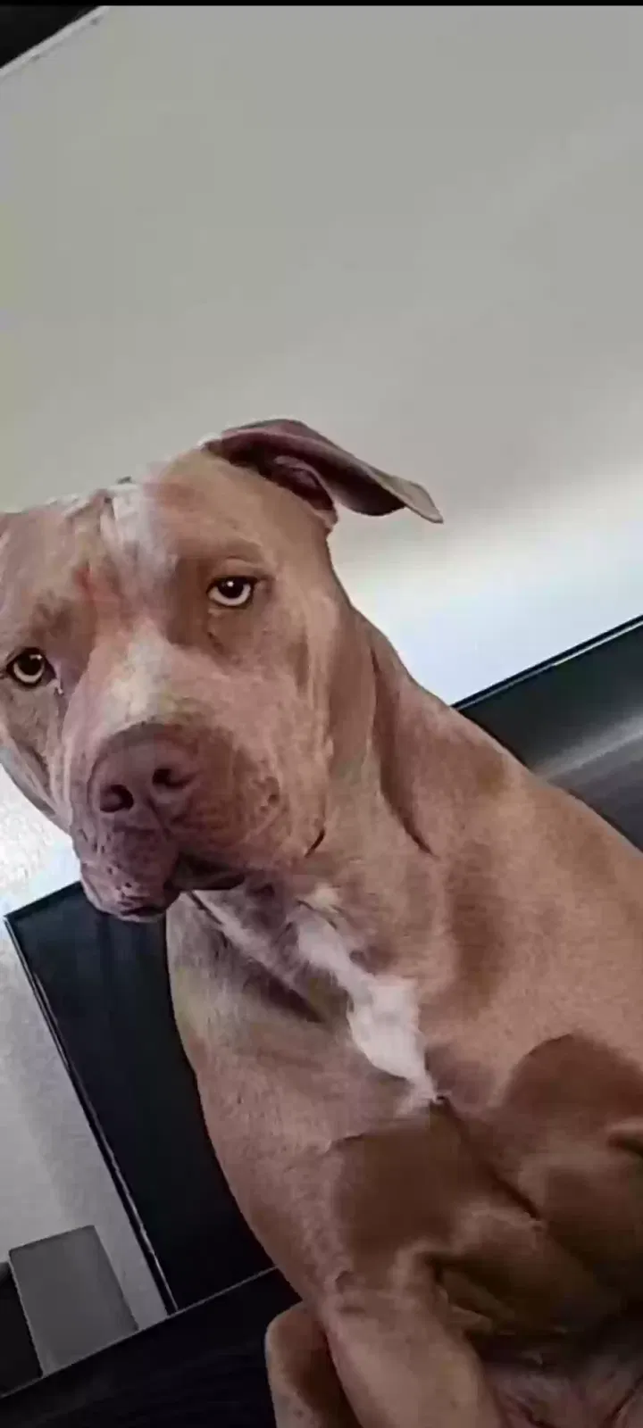 Lost dog in Pomona, CA, 91767