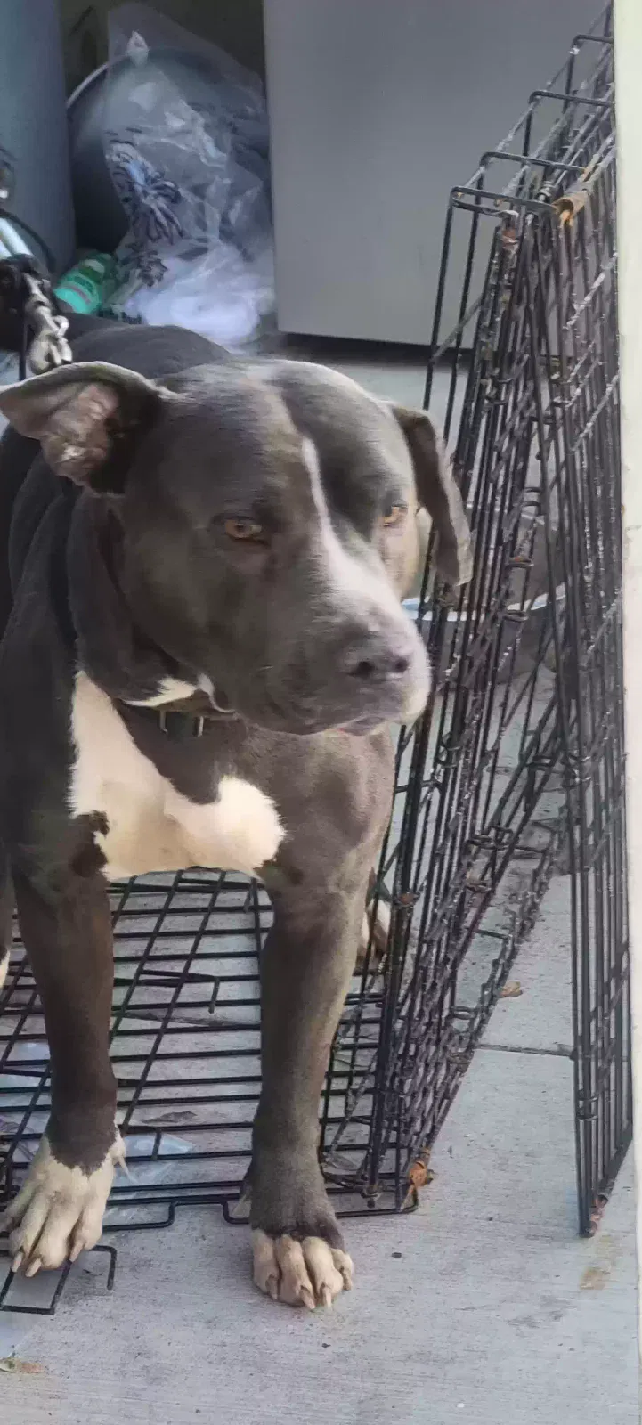 Lost dog in Lancaster, CA, 93539