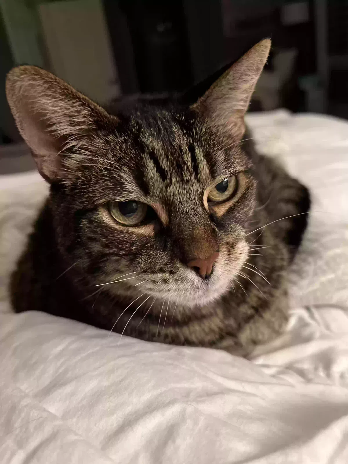 Lost cat in San Clemente, CA, 92673