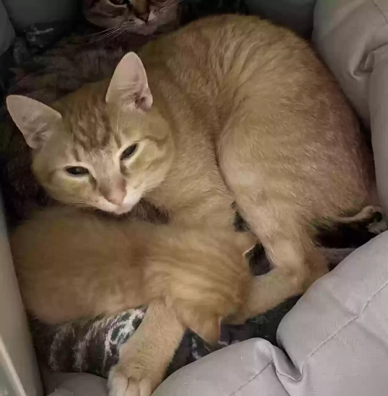 Lost cat in Peoria, AZ, 85382