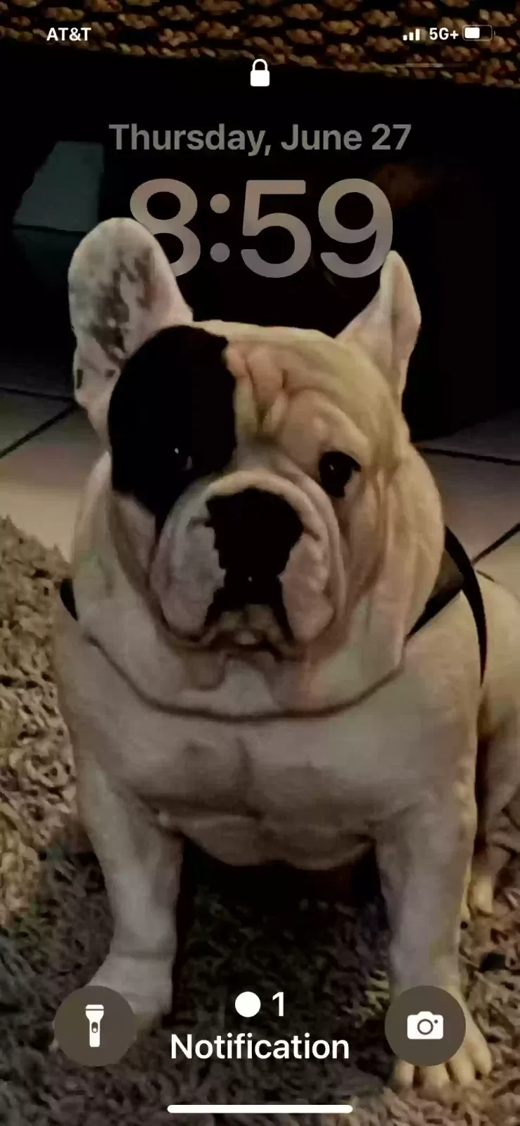 Lost dog in Opa Locka, FL, 33055
