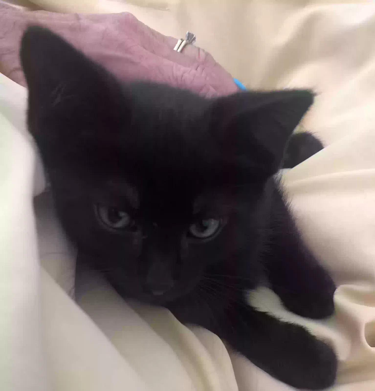 Lost cat in Taylors, SC, 29687