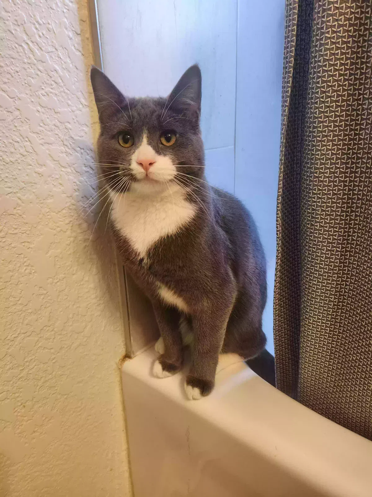 Lost cat in Milwaukee, WI, 53219