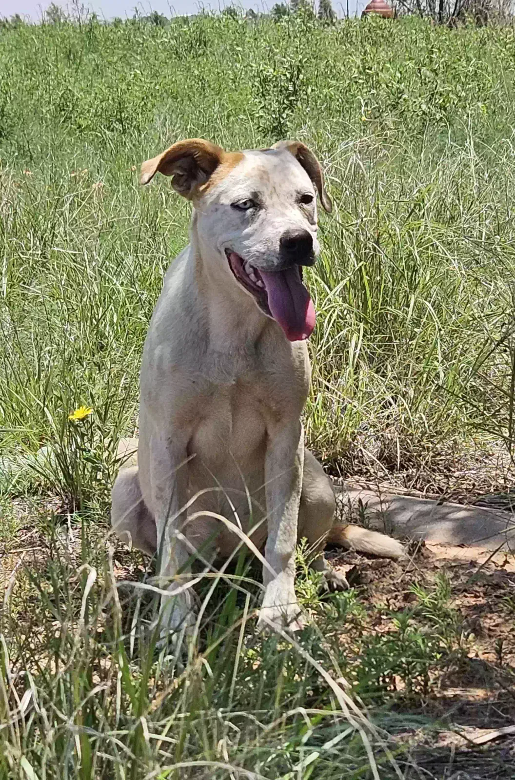 Found dog in Portales, NM, 88130