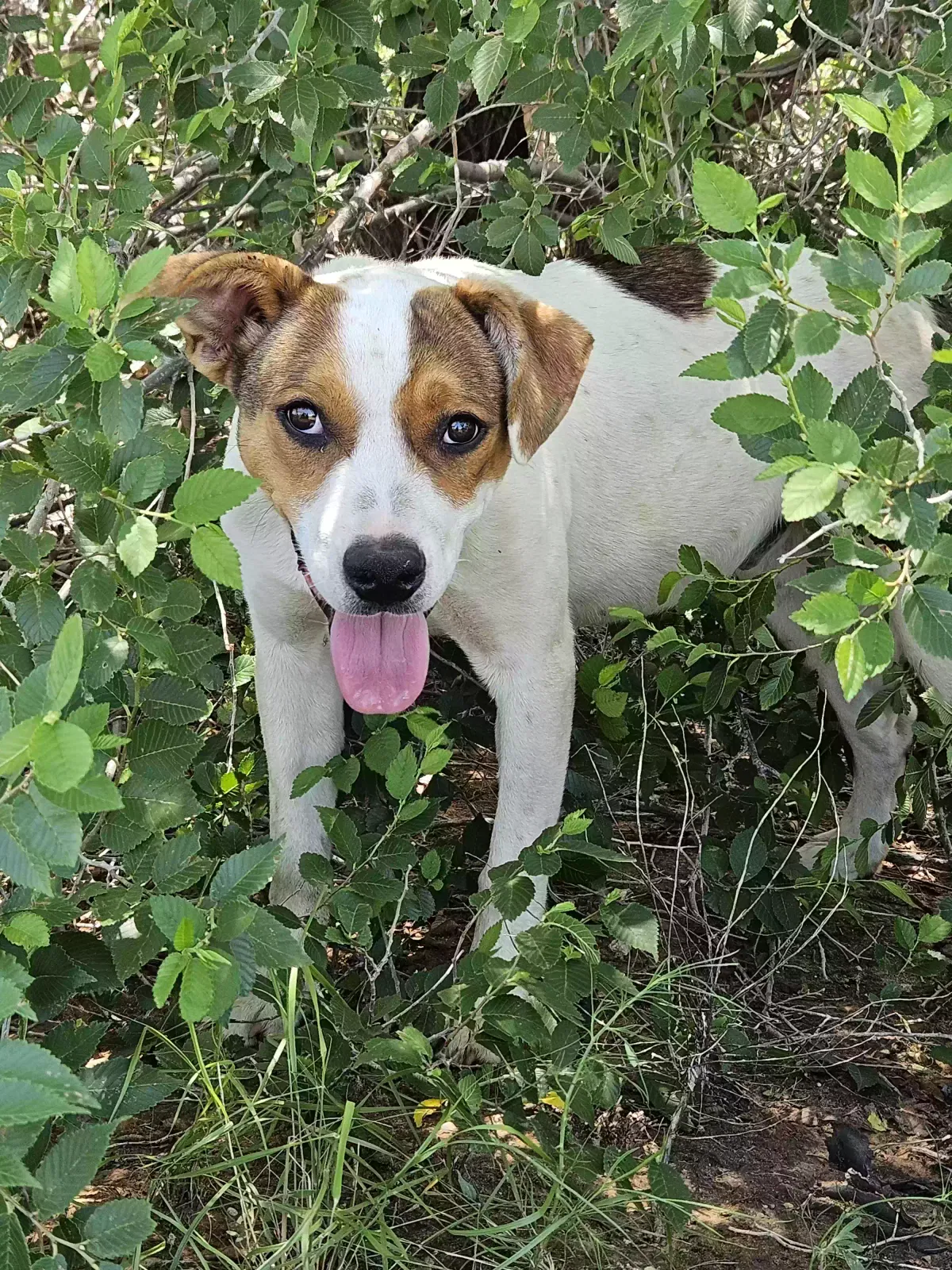 Found dog in Portales, NM, 88130