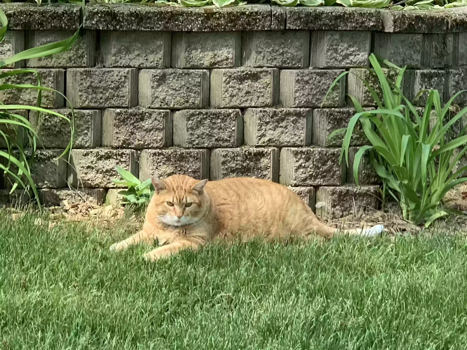 Lost cat in Menomonee Falls, WI, 53051